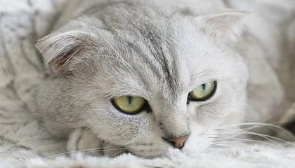 羽毛球亚锦赛：王祉怡2-0横扫世锦赛冠军晋级八强