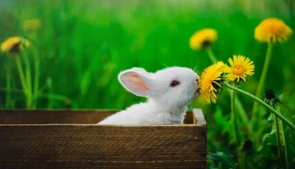 羽毛球亚锦赛：王祉怡2-0横扫世锦赛冠军晋级八强